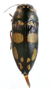 Astraeus irregularis, PL0623, male, from Allocasuarina helmsii, EP, 10.7 × 4.0 mm